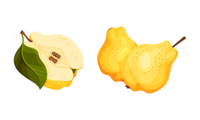 鲜黄的榅桲整个儿切成，成熟多汁插画图片