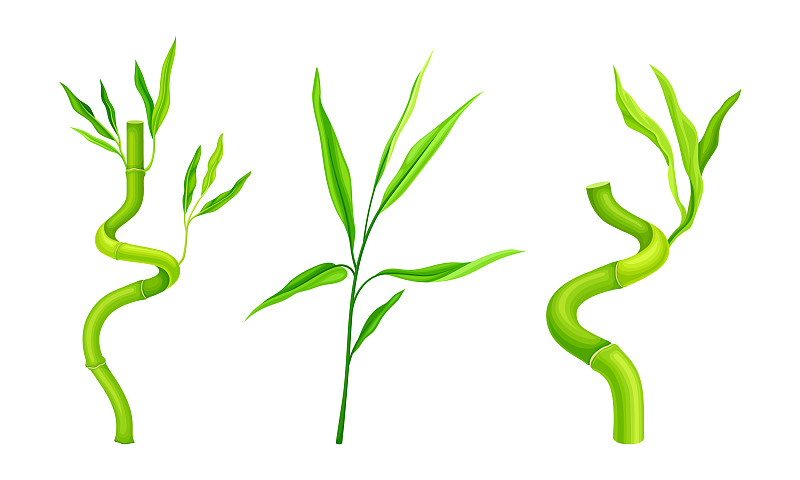 绿色竹枝集热带有机植物插画图片