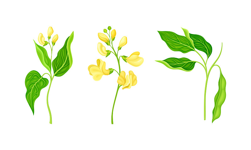 有叶有花的豆科植物插画图片