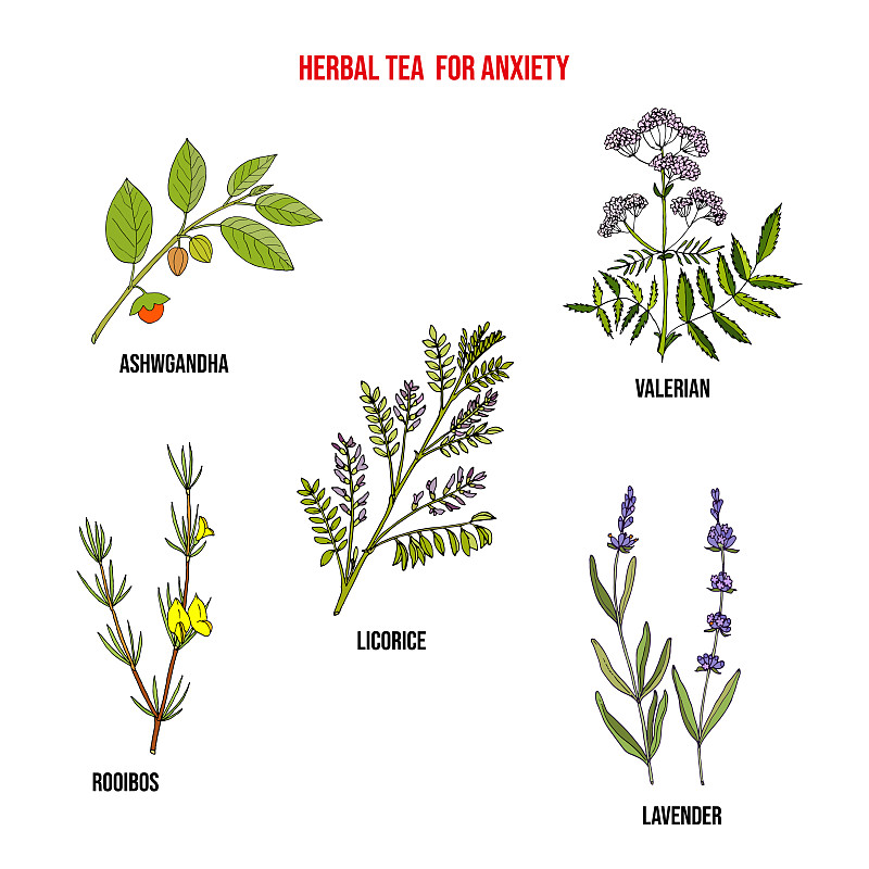 凉茶为焦虑症的药用植物插画图片