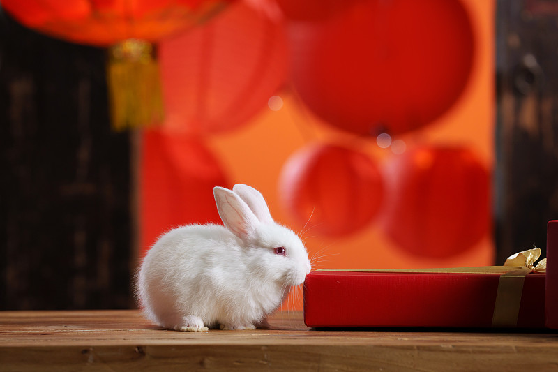 新年礼物盒和兔子图片下载