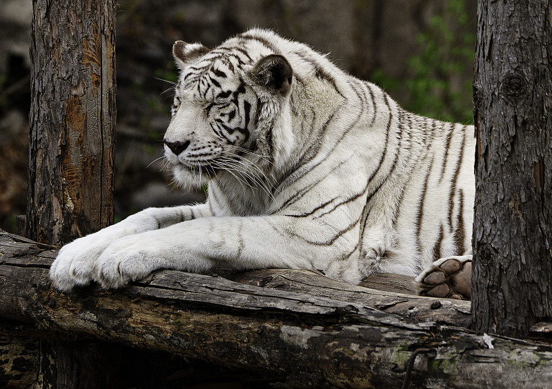 动物园里沉思的老虎图片下载