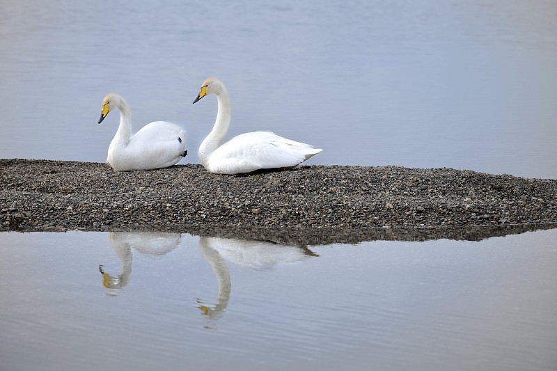 赛里木湖的天鹅图片下载