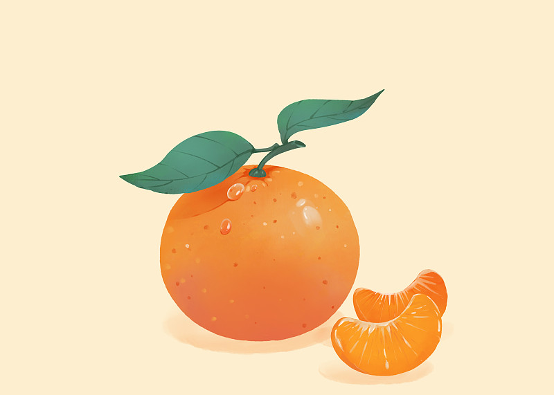 新鲜采摘的橘子和剥开的两瓣橘子手绘插画下载