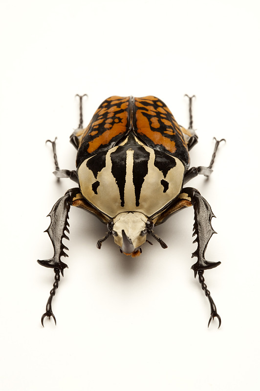 金龟子甲虫昆虫长臂金龟鞘翅目茶色长臂金龟图片素材
