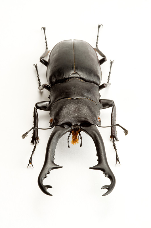 锹甲虫 身体结构图片