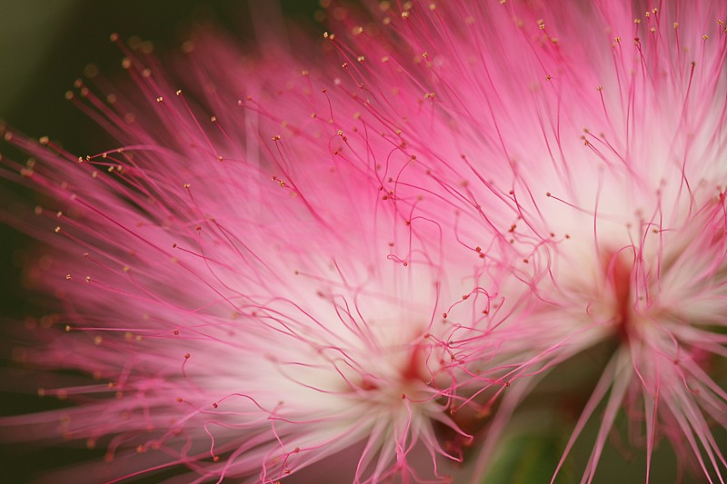 粉红色的合欢花盛开图片下载
