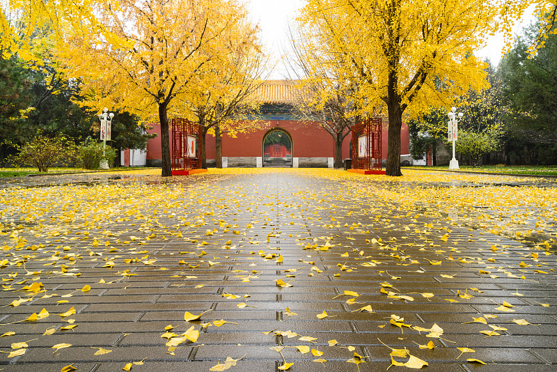 北京中山公园秋色图片下载