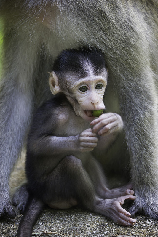 婴儿短尾猕猴图片下载