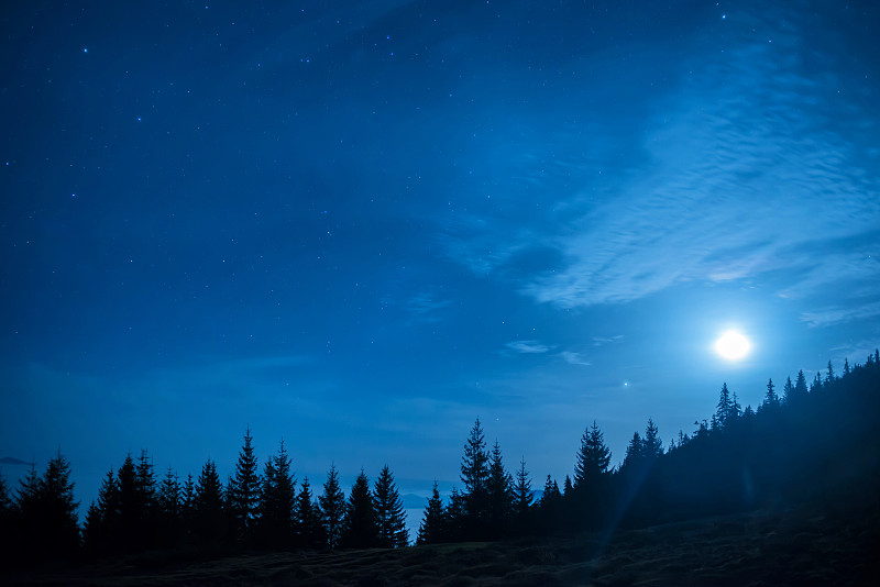月亮下的松树林和深蓝色的夜空图片下载