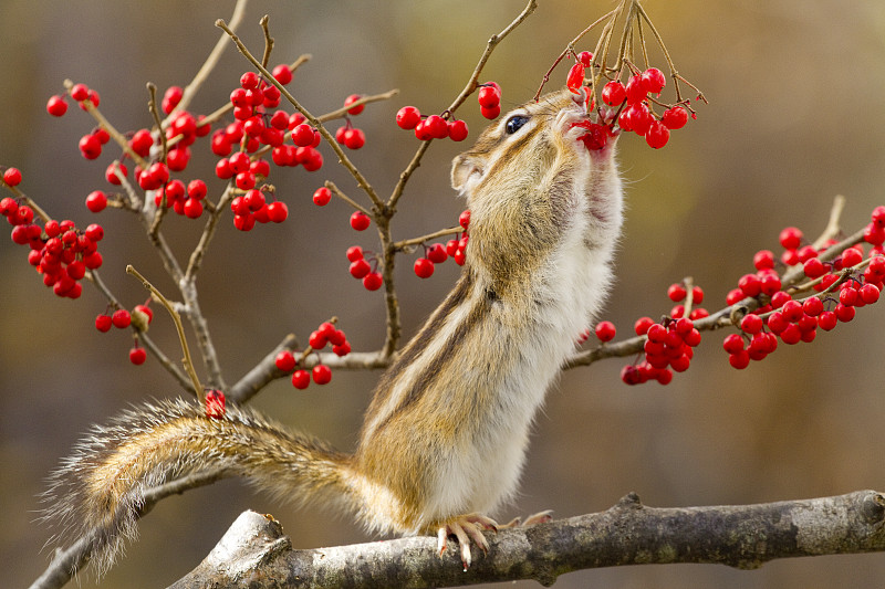 花栗鼠在吃红色的浆果图片下载