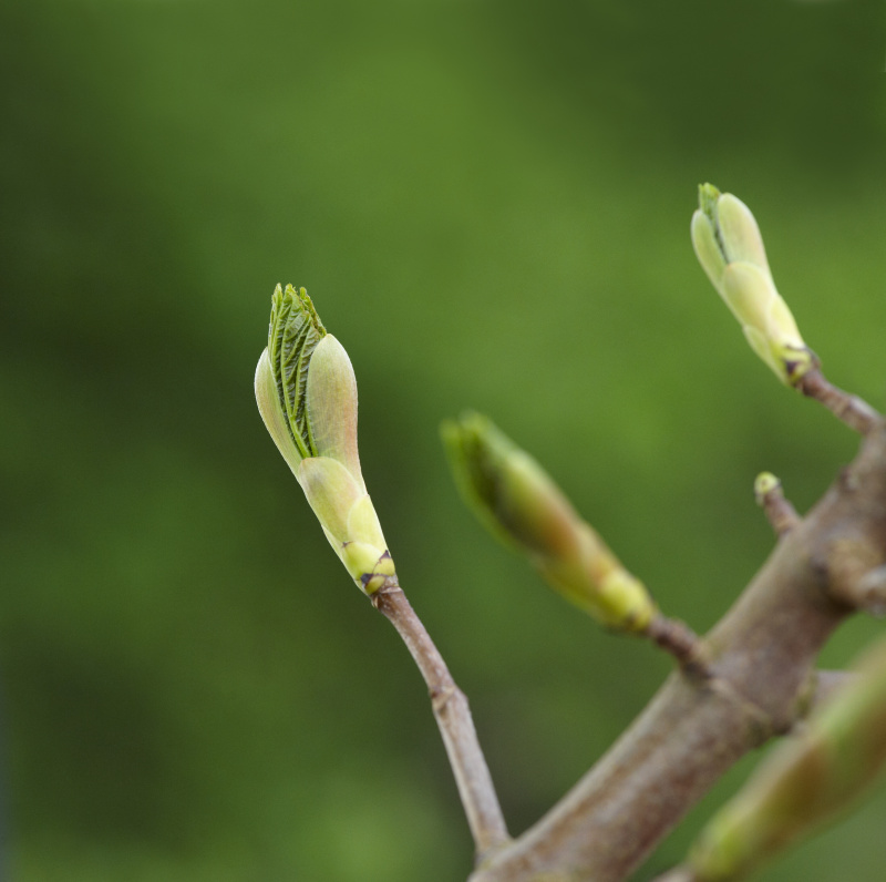 春天的小树 发芽图片