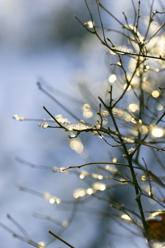 冬天的树枝上挂满了灯图片素材