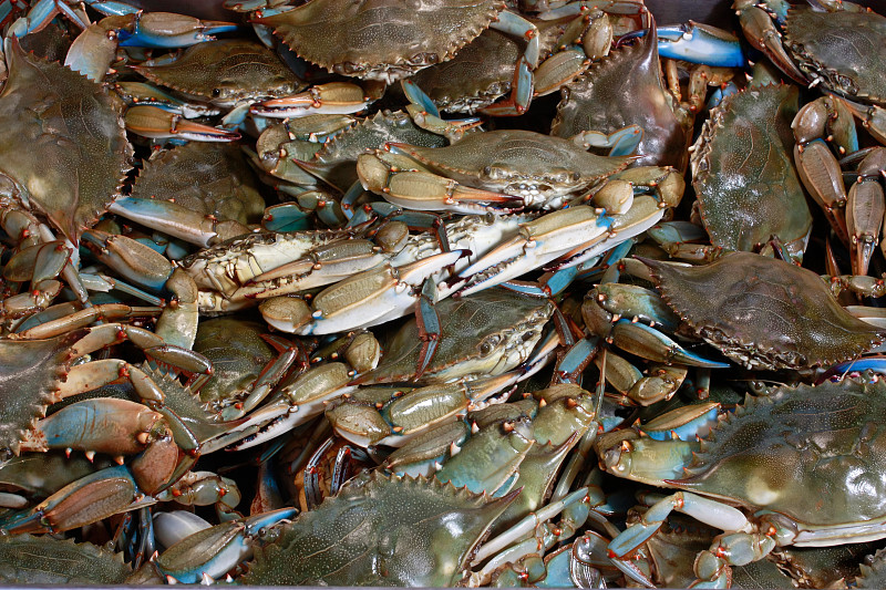 切萨皮克湾蓝蟹背景图片下载