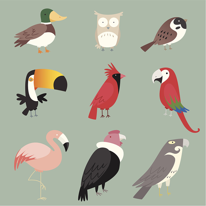 鸟类物种集合图片下载