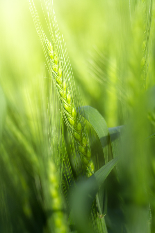 绿色的麦秆在早晨图片素材