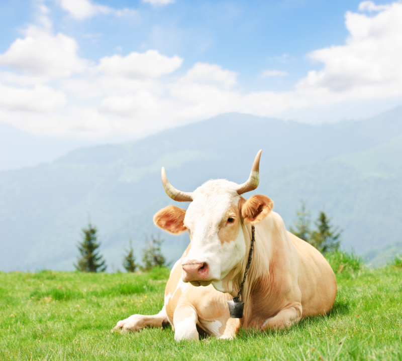 牛在草地上图片素材