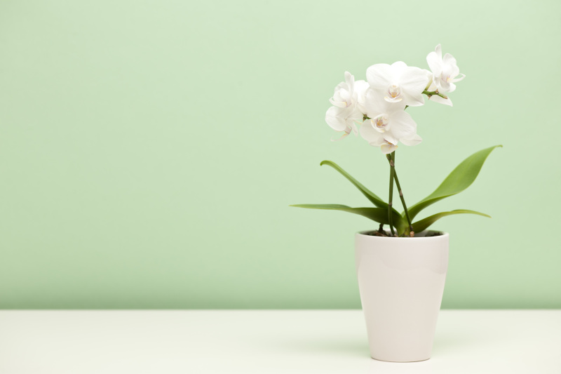 白色的兰花，在薄荷绿的背景下，白色的盒子图片素材