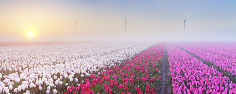 在一个有雾的早晨，五颜六色的郁金香图片下载