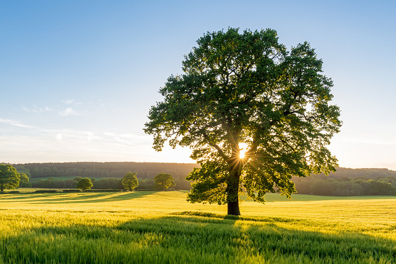 英国，日落时夏天田野上的梧桐树图片素材