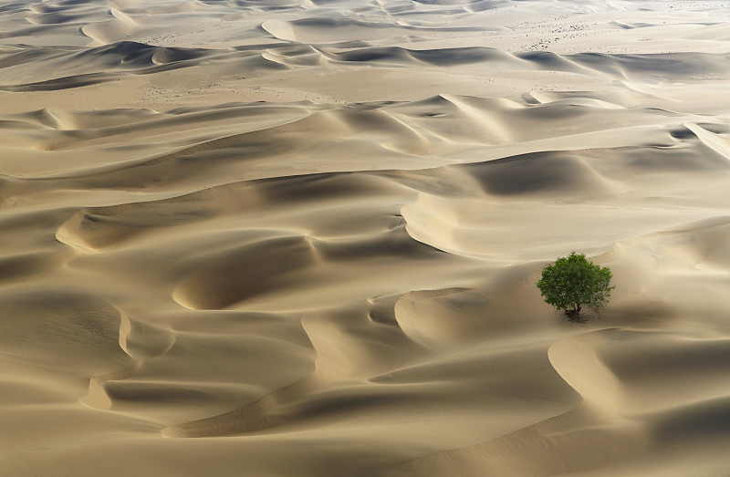 沙漠中一棵孤独的树图片下载