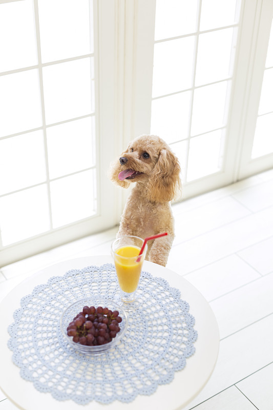 狗吃早餐图片素材