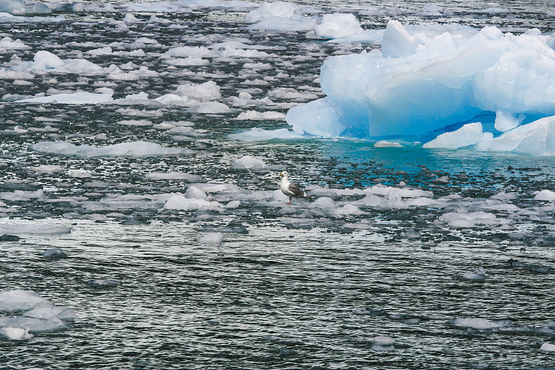 浮冰上的海鸥图片下载
