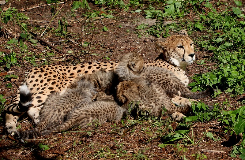 猎豹妈妈和幼崽图片下载