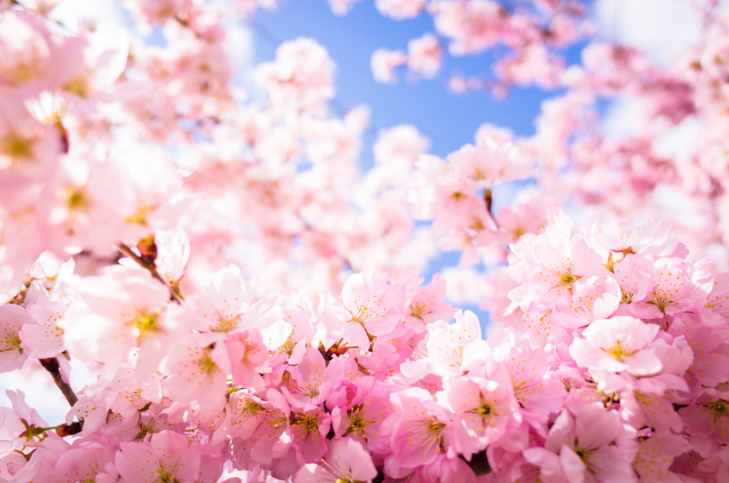 蓝色的天空映衬着粉红色的樱花图片下载