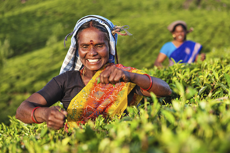 印度南部，泰米尔采摘者在种植园里采集茶叶图片素材