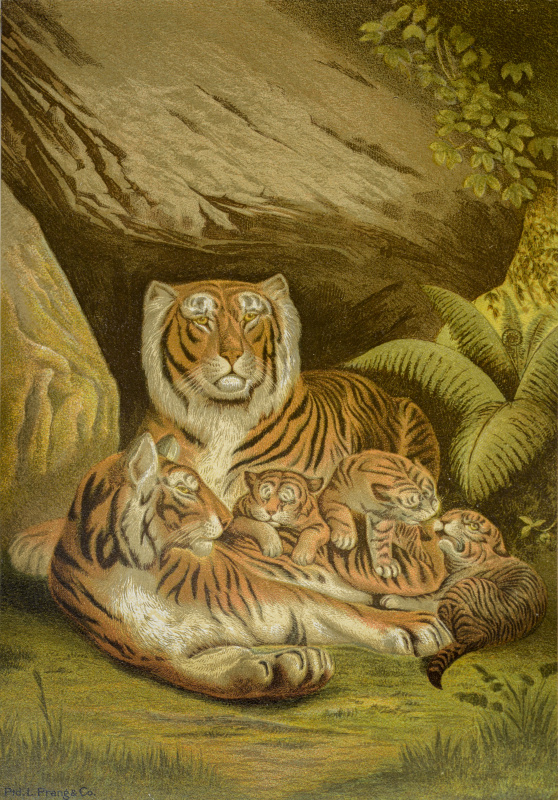 老虎家庭图片素材