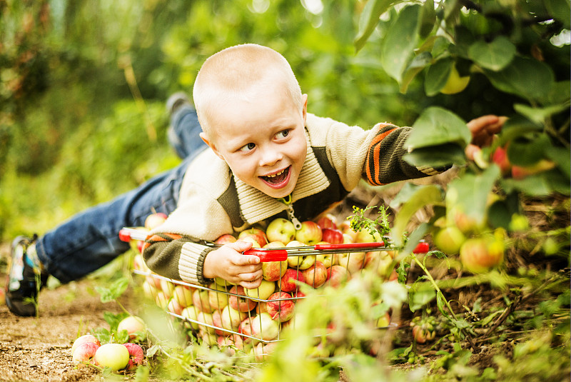一个白人男孩在果园里摘苹果图片下载