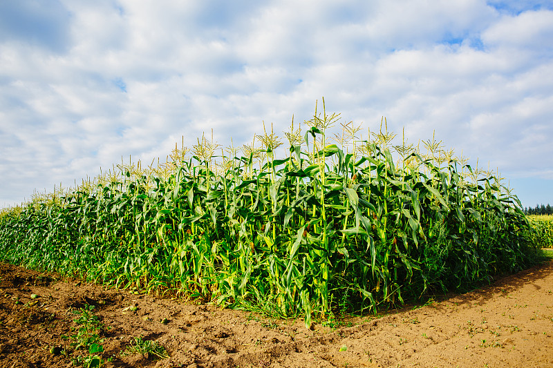 玉米秆生长在农村的农田里图片下载