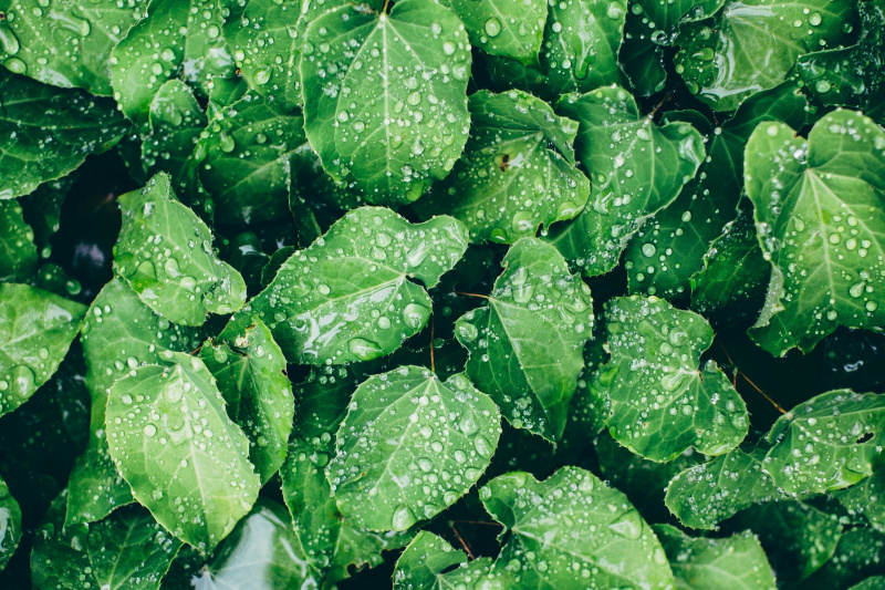 新鲜的绿叶与雨滴的全帧拍摄图片素材