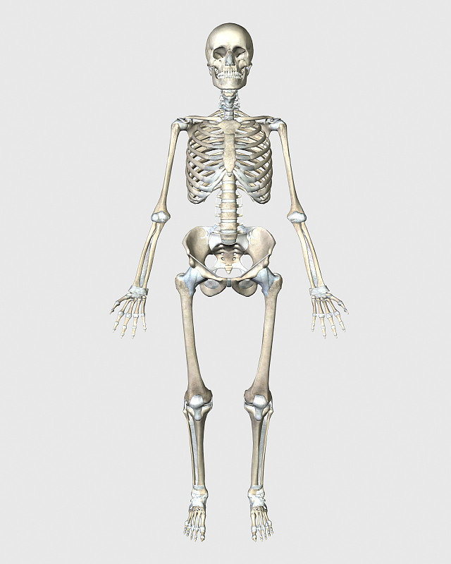 男性人体骨骼解剖,前后视图