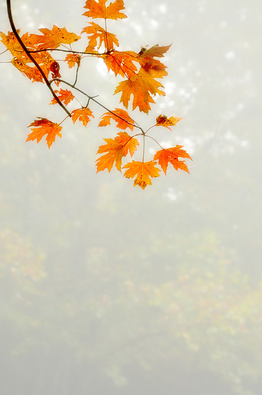 康涅狄格州的秋色图片素材