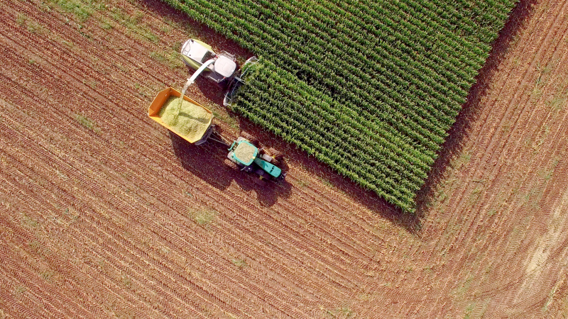 收割玉米作为饲料或乙醇的农业机器图片素材