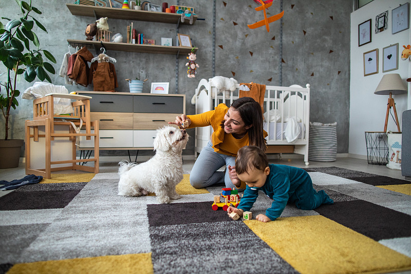 妈妈，儿子和马耳他狗在地毯上玩玩具积木图片下载