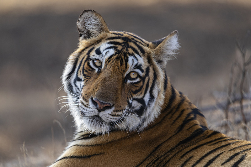 一个母老虎的肖像图片