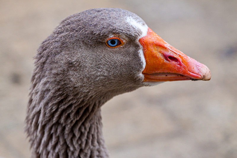 一只蓝眼睛的鹅的肖像图片下载