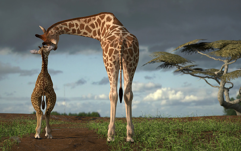 长颈鹿一家人走在非洲的一条小路上，彼此相爱，3d渲染图片下载