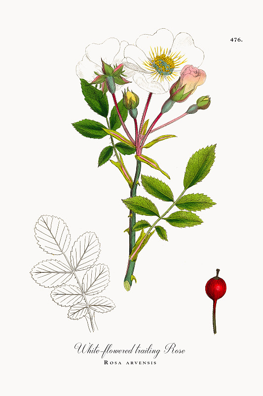 白花蔓生玫瑰，蔷薇，维多利亚植物学插图，1863年图片下载
