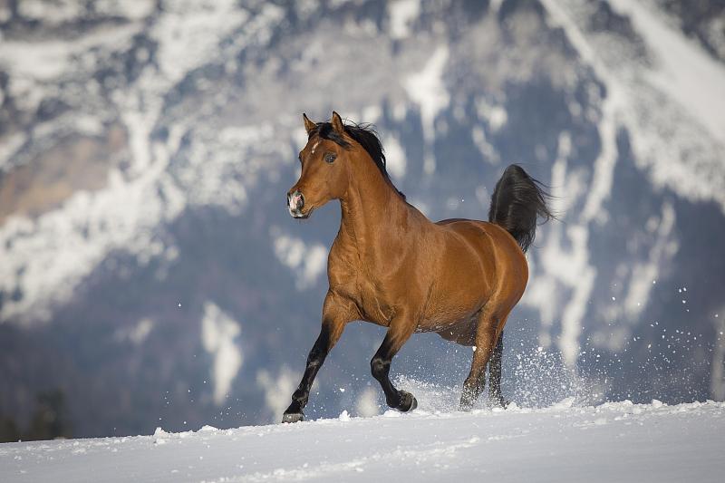 奥地利蒂罗尔，冬季在雪地上疾驰的纯种阿拉伯种马图片下载