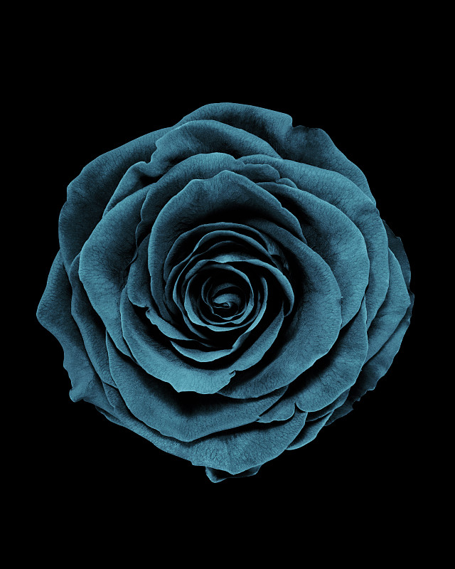 头顶上的一个蓝色玫瑰花头的特写，孤立在黑色的背景图片下载