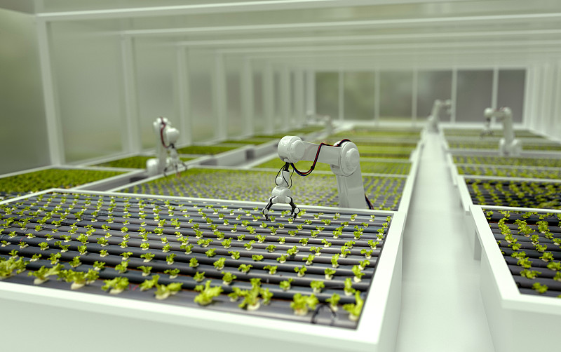 3D机器人在温室中种植生菜图片素材