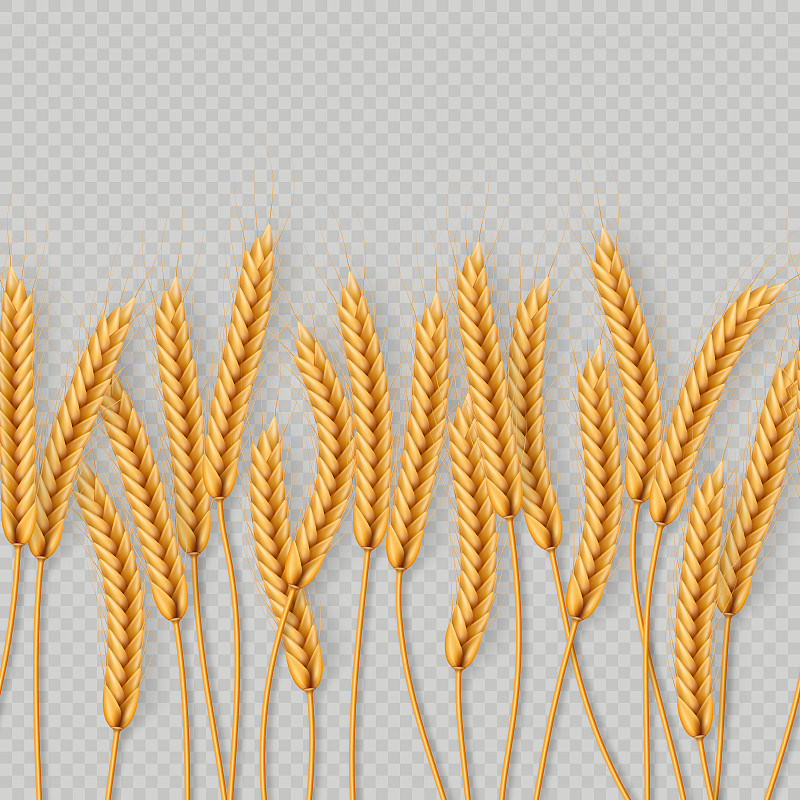 一束麦穗，干燥的全谷物无缝逼真的插图孤立在透明的背景。面包店的对象模板。每股收益10图片素材