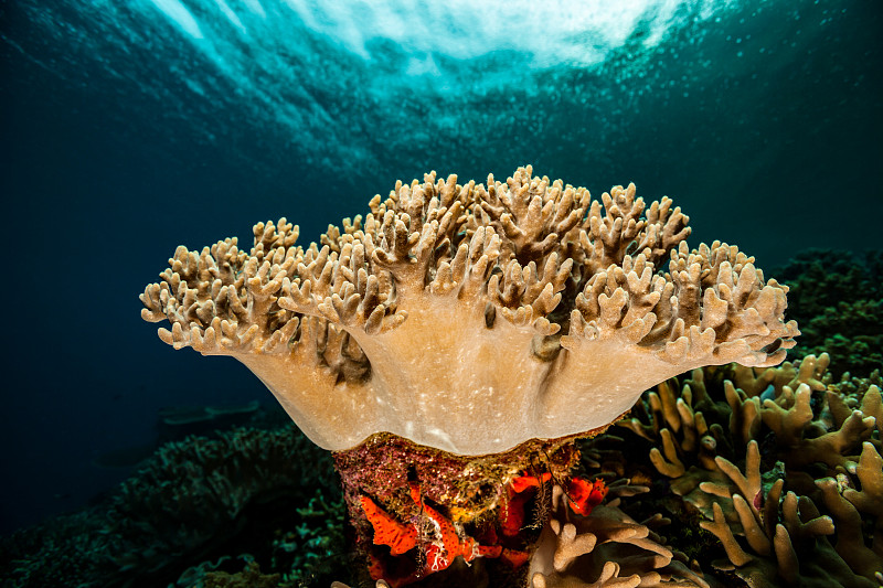同步手指珊瑚美女，安帕特群岛之王图片下载