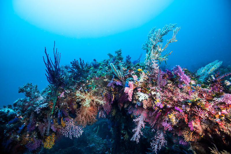 彩色软珊瑚覆盖鱼礁在蓝色的水图片下载