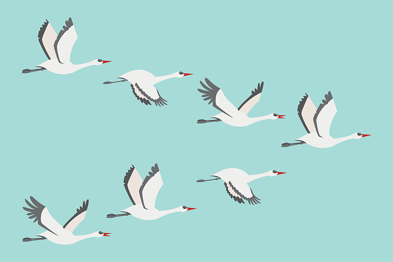 一群鹤在飞翔。矢量平面插图的鸟类迁徙孤立的蓝色背景。图片下载