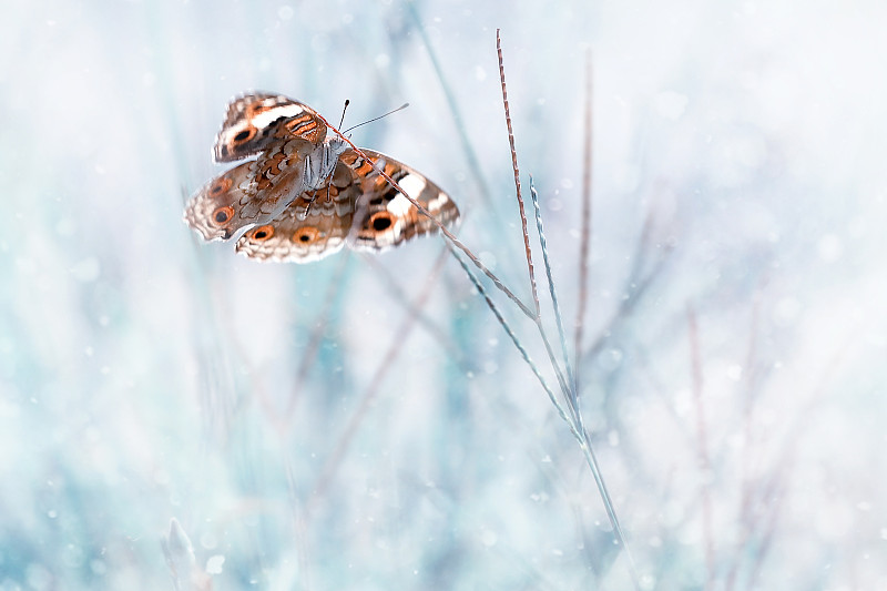 雪上蝴蝶的特写，涂色女士凡妮莎·卡杜图片素材